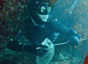 https://www.grainesdesauveteurs.com/la-peche-sous-marine/