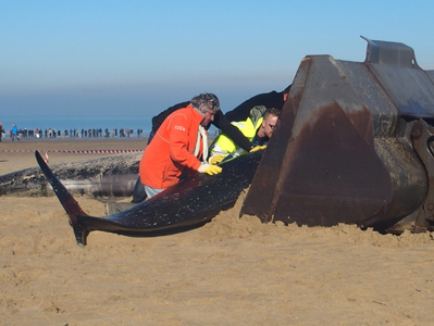 https://www.grainesdesauveteurs.com/ils-sauvent-aussi-des-baleines/